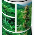 Greenhouse Cannabis Sativa
