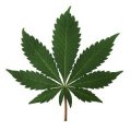 Cerveja com Maconha / Cannabis / Marijuana / Hemp